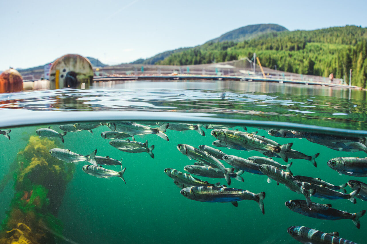 Salmones en una piscina